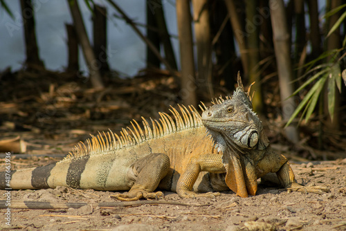 male iguana resting in the sun