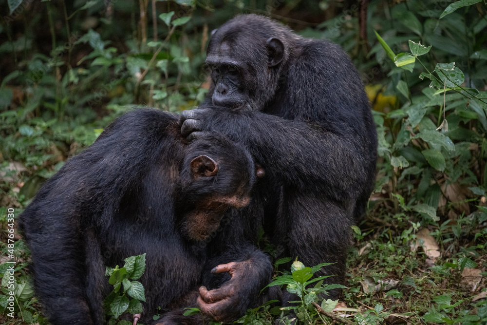 Two chimpanzees cleaning bugs off each other, Kibale National Forest, Uganda, Africa Two chimpanzees cleaning bugs off each other, Kibale National Forest, Uganda, Africa