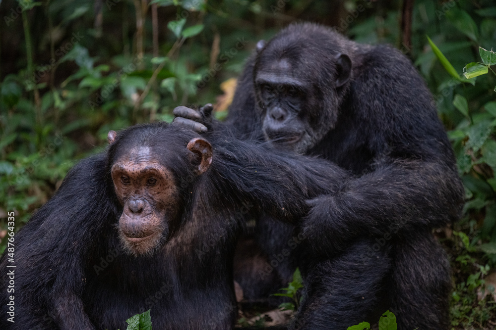 Two chimpanzees cleaning bugs off each other, Kibale National Forest, Uganda, Africa Two chimpanzees cleaning bugs off each other, Kibale National Forest, Uganda, Africa