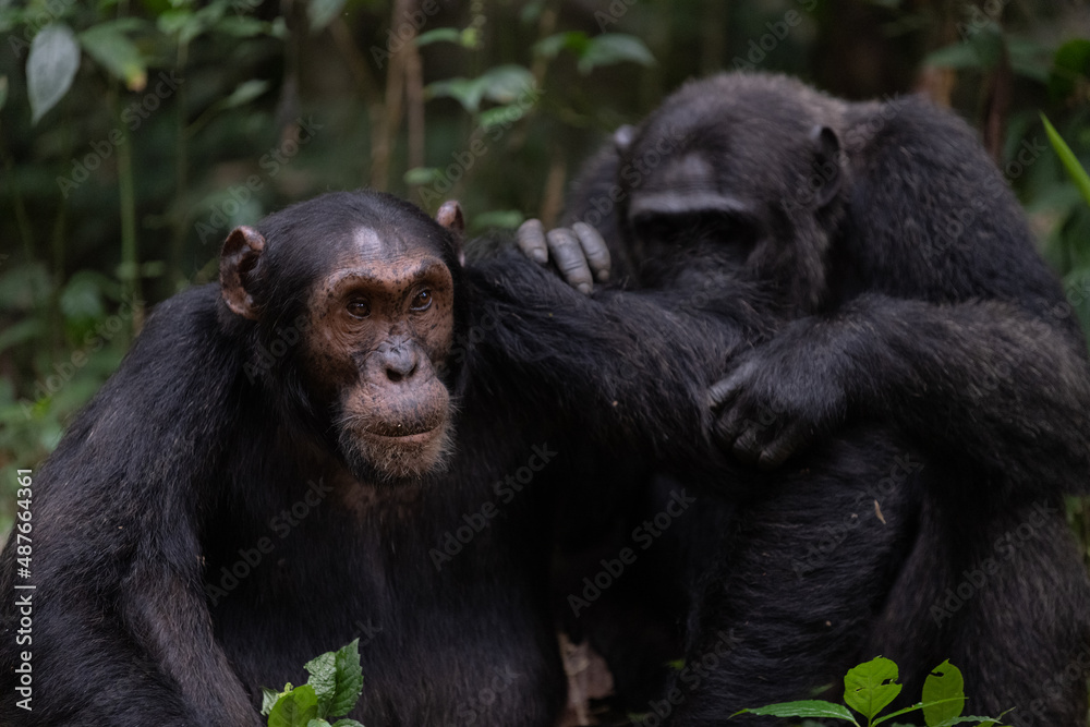 Two chimpanzees cleaning bugs off each other, Kibale National Forest, Uganda, Africa Two chimpanzees cleaning bugs off each other, Kibale National Forest, Uganda, Africa