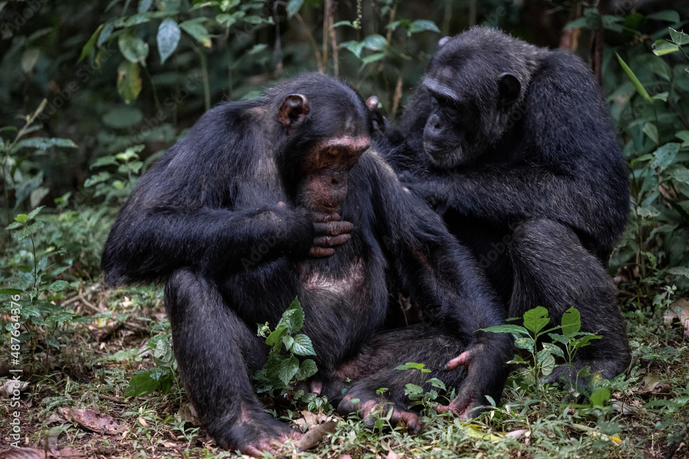 Two chimpanzees cleaning bugs off each other, Kibale National Forest, Uganda, Africa Two chimpanzees cleaning bugs off each other, Kibale National Forest, Uganda, Africa