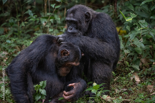 Two chimpanzees cleaning bugs off each other, Kibale National Forest, Uganda, Africa © Sasha