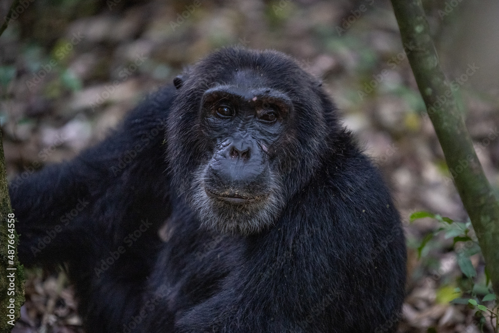 Fototapeta premium Chimpanzee Portrait, Kibale National Forest, Uganda, Africa