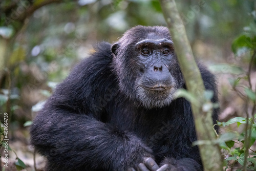 Chimpanzee Portrait, Kibale National Forest, Uganda, Africa