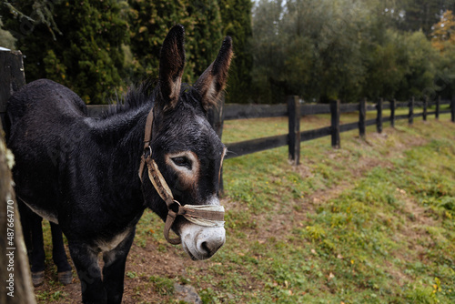 Portrait of a sad donkey in the field.Sad donkey in a greenfield standing quietly looking out over the fence © Olha