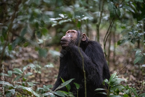 Chimpanzee, Eating, Looking up, Kibale National Forest, Uganda, Africa