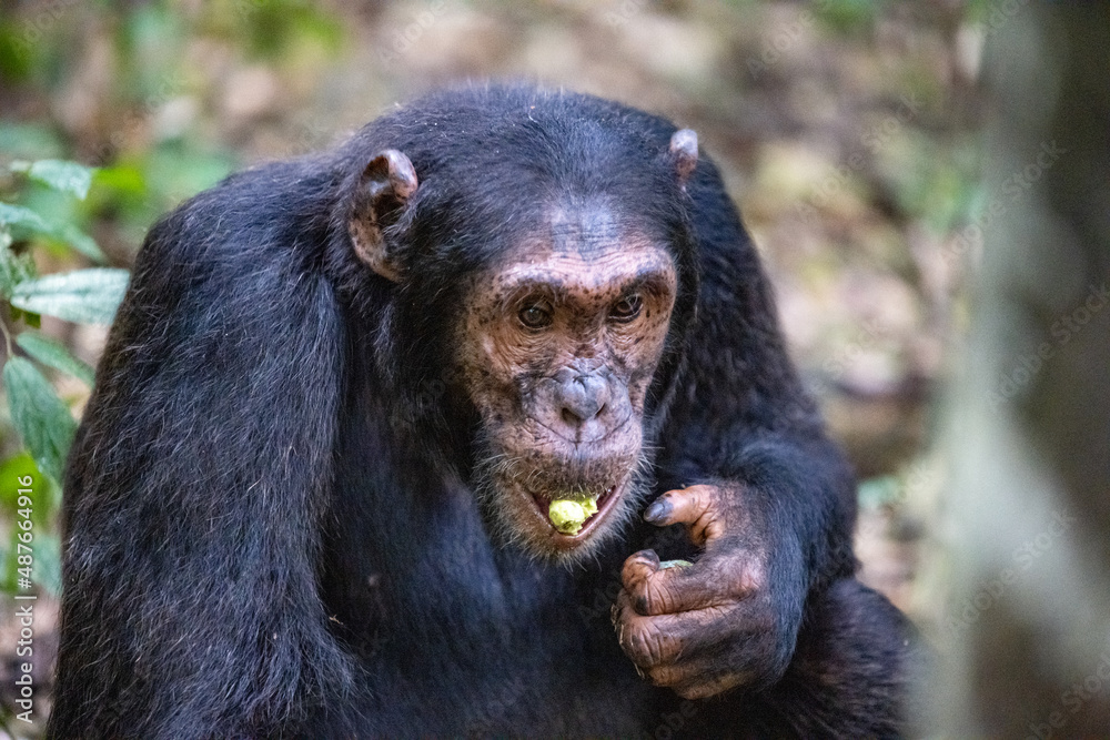 Chimpanzee eating, Kibale National Forest, Uganda, Africa Chimpanzee eating, Kibale National Forest, Uganda, Africa