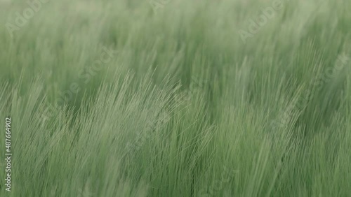 Green cereals waving in the summer breeze photo