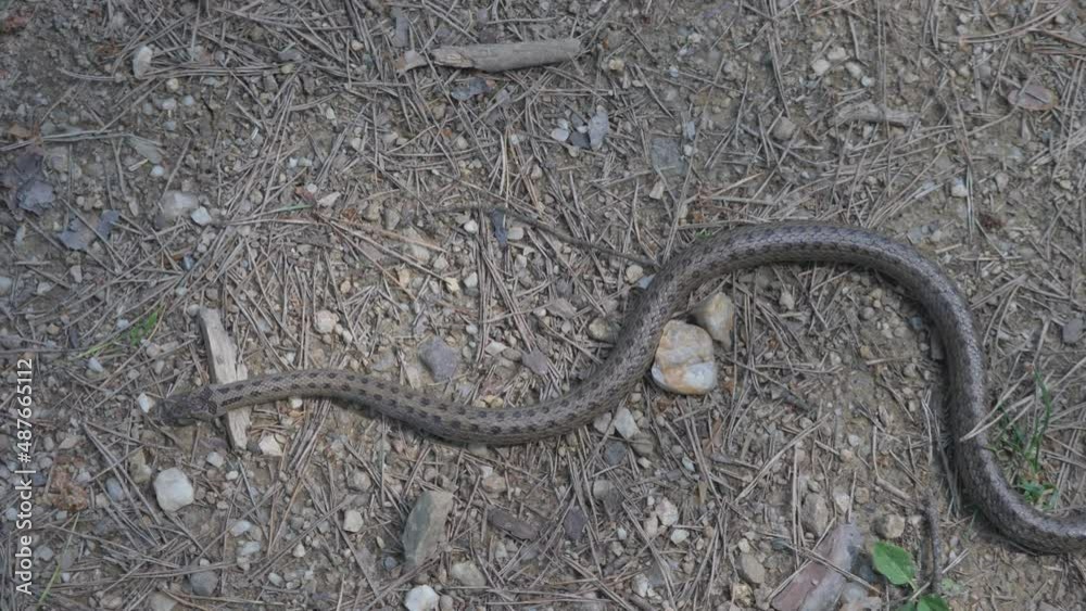 Smooth snake (Coronella austriaca) elegant crawl on mountain road Smooth snake (Coronella austriaca) elegant crawl on mountain road