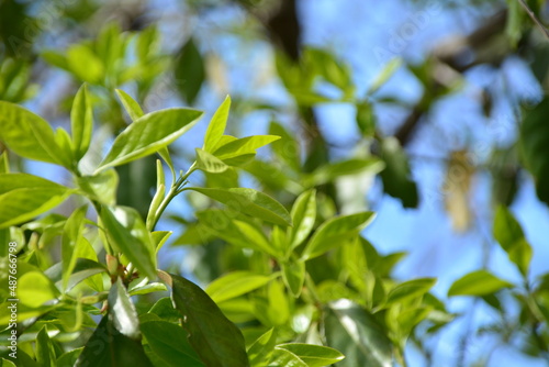 Pflanze Baum Sommer grün Blätter 