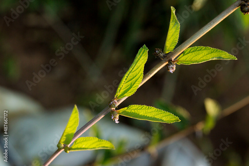 Erva- cidreira ( Melissa officinalis ) é uma planta herbácea perene da família das mentas. photo