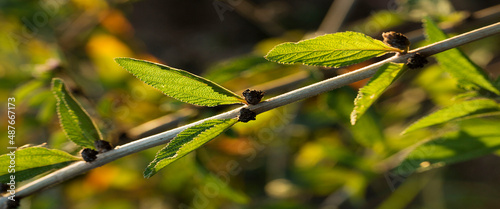 Erva- cidreira é uma planta herbácea perene da família das mentas. Planta medicinal.   photo