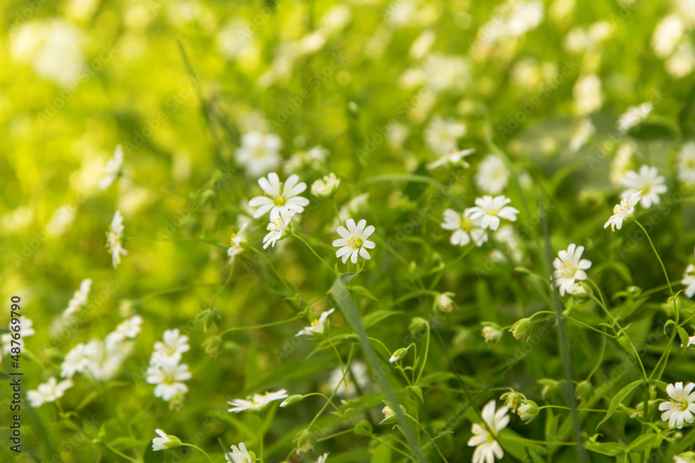White little wild spring flowers in grass in yellow sunlight close up. Abstract nature blurred bokeh background White little wild spring flowers in grass in yellow sunlight close up. Abstract nature blurred bokeh background