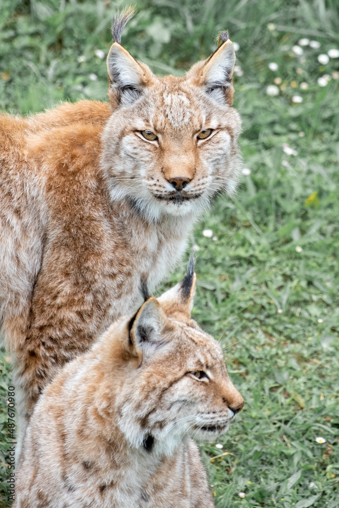 Iberian lynx couple, Cabarceno Iberian lynx couple, Cabarceno