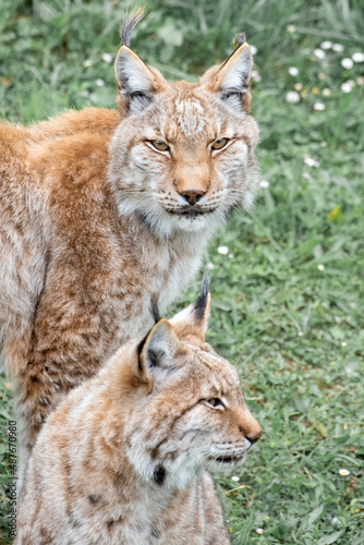 Iberian lynx couple, Cabarceno