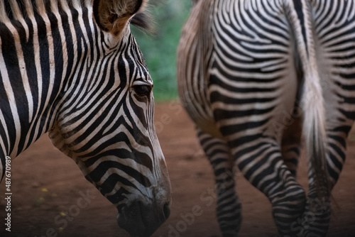 Zebra observing  Cabarceno