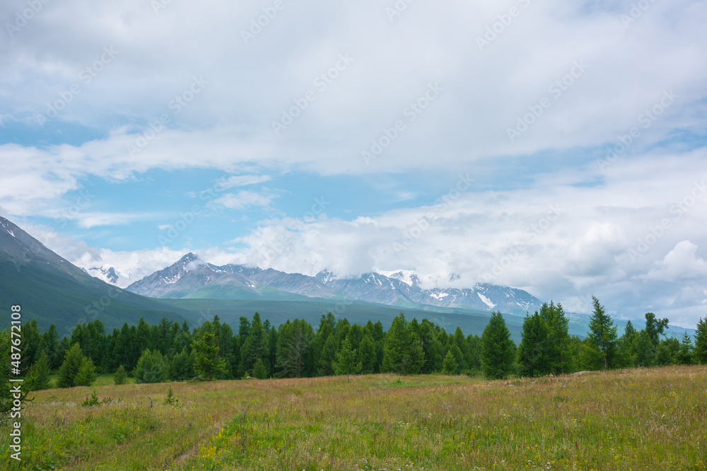 Scenic green landscape with coniferous forest line on hill and high snowy mountain range in low clouds. Colorful scenery with green forest and snow mountains under lue cloudy sky in changeable weather