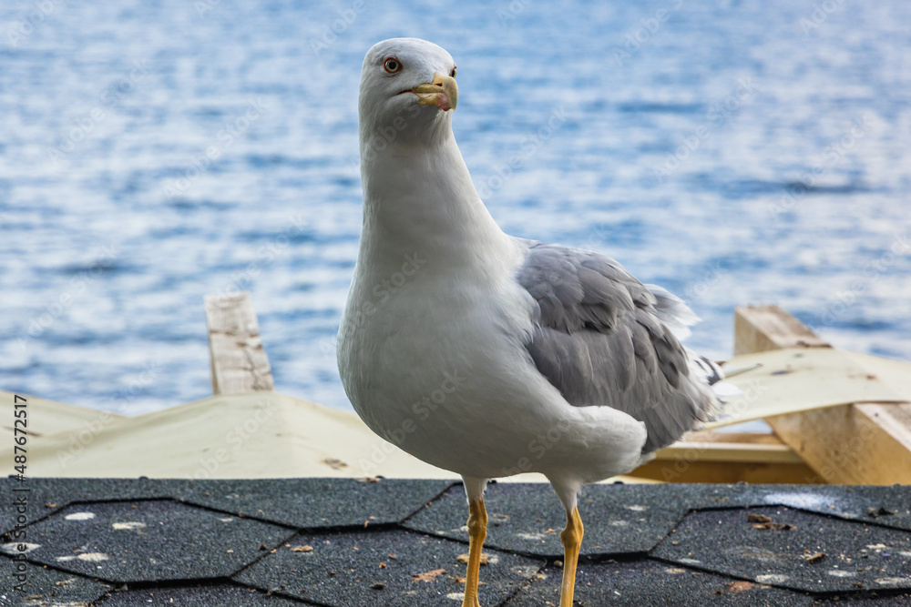 Gull on a Black Sea coast in Nesebar city, Bulgaria Gull on a Black Sea coast in Nesebar city, Bulgaria
