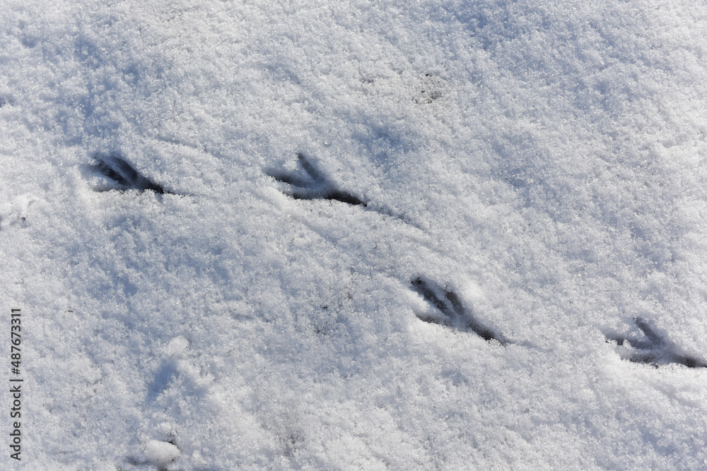 Birds tracks on white snow in winter. Crow's footprints on snowy background. Wildlife research, ornithology. Save nature