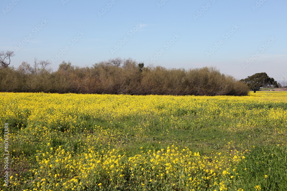 Mustard Field 7