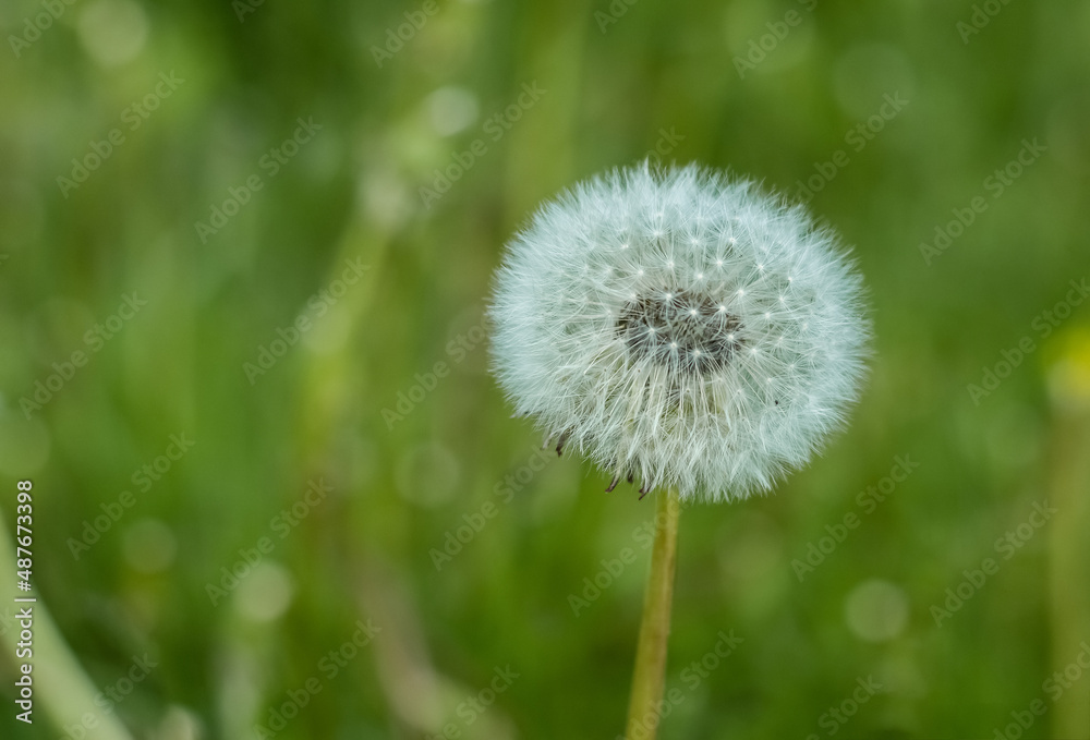 Dandelion white flowers in green grass. High quality photo Dandelion white flowers in green grass. High quality photo