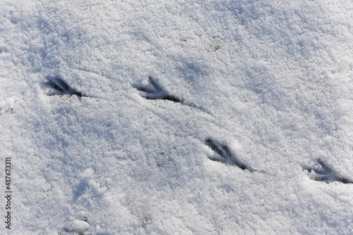 Birds tracks on white snow in winter. Crow's footprints on snowy background. Wildlife research, ornithology. Save nature © TetiBond