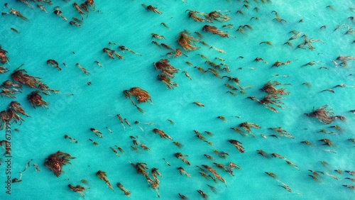 California ocean kelp in turquoise clear water