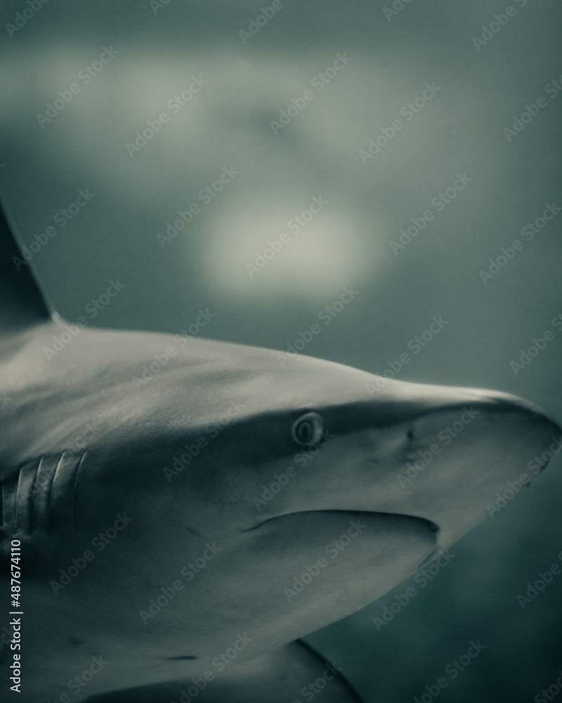 Naklejka premium Shark