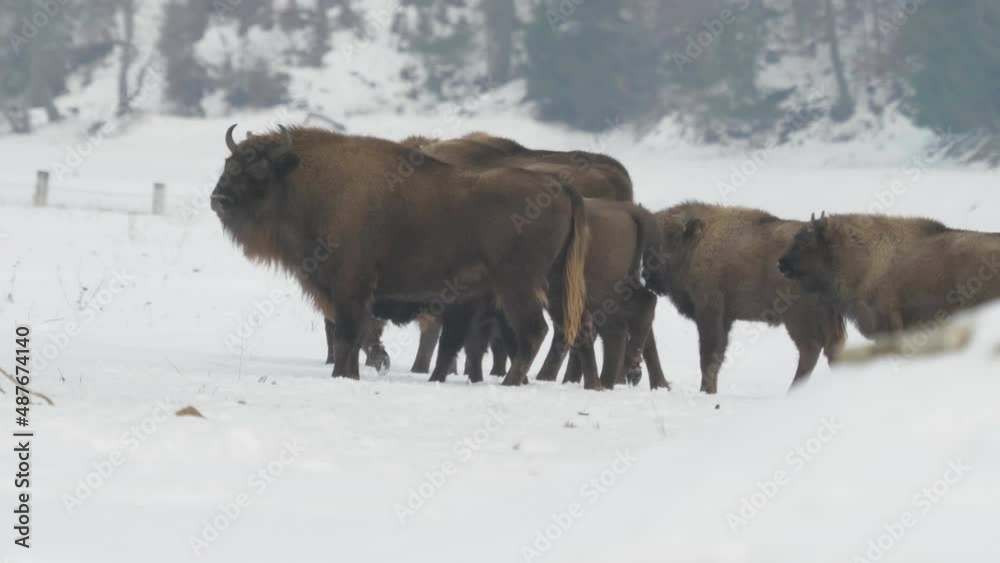 European wisent (Bison bonasus) herd in the snow European wisent (Bison bonasus) herd in the snow