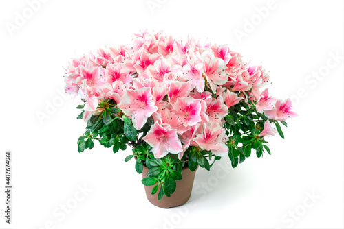 Close up of pink azalea flowers or Rhododendron plant in a flower pot on white background