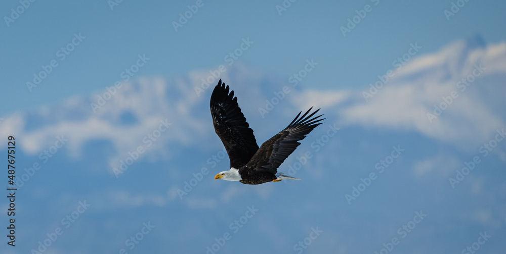 Several bald eagles in flight over stunning winter landscapes in Colorado. Several bald eagles in flight over stunning winter landscapes in Colorado.