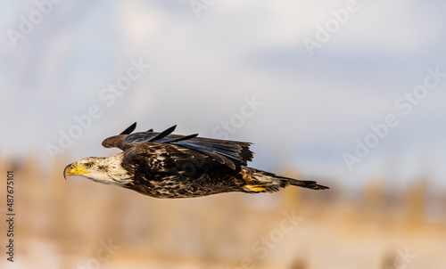 Several bald eagles in flight over stunning winter landscapes in Colorado. 