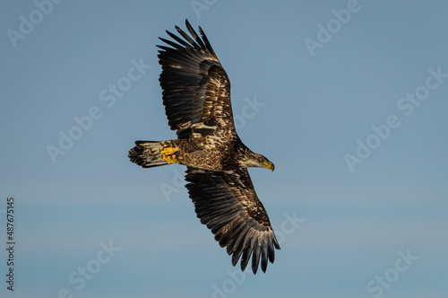 A juvenile bald eagle flying with food in his claws on a beautiful winter day. 