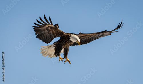 Several bald eagles in flight over stunning winter landscapes in Colorado.  © Tim