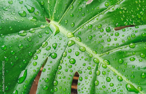 Fotobehang Top view of many raindrops on surface of green jungle monstera leaf