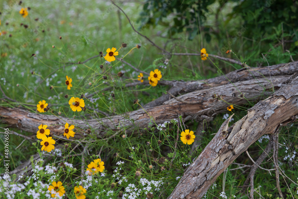 Sulphur Cosmos, orange yellow wildflowers around fallen tree branches
Sulphur Cosmos, orange yellow wildflowers around fallen tree branches