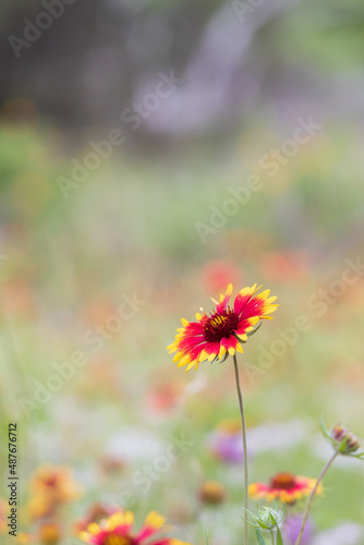 Indian Blanket wildflower close-up  © Martina
