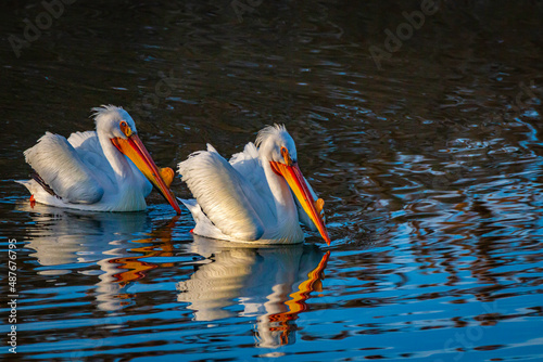 pelicans on the water