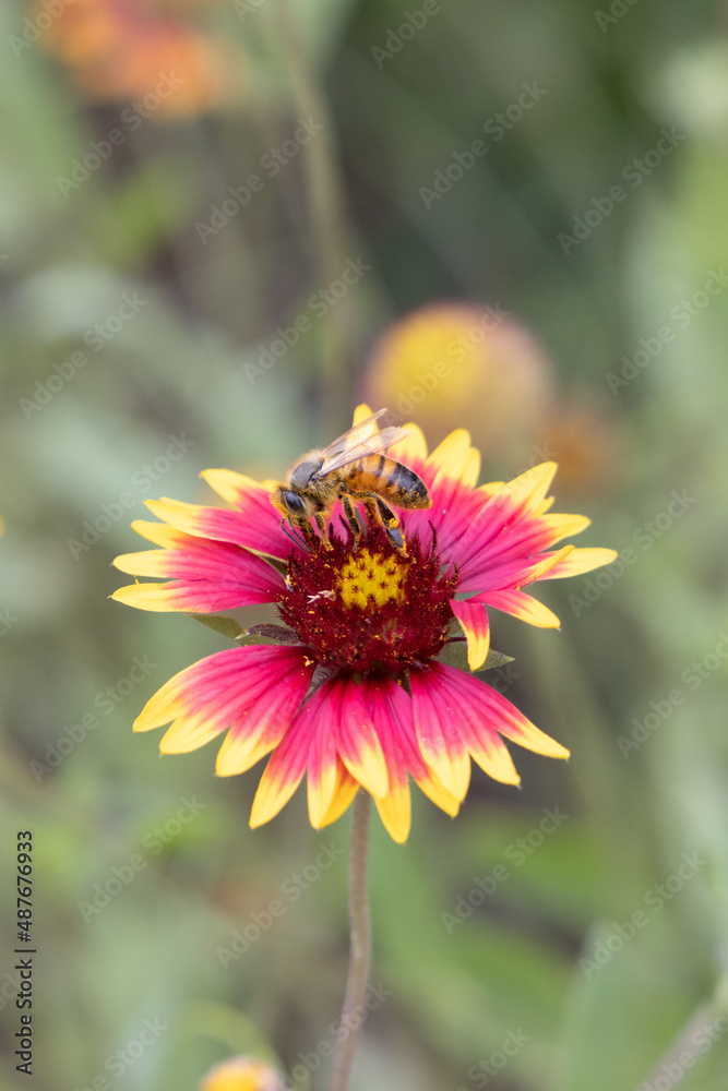 Indian blanket wildflower with bee close-up Indian blanket wildflower with bee close-up