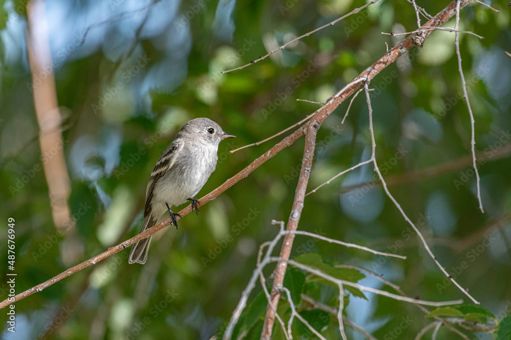 red backed shrike red backed shrike