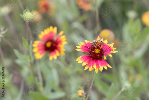 Indian blanket wildflowers with bee close-up © Martina