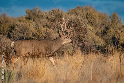 elk in the wild