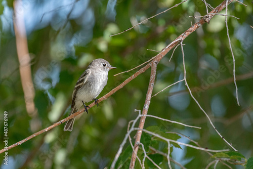 red backed shrike