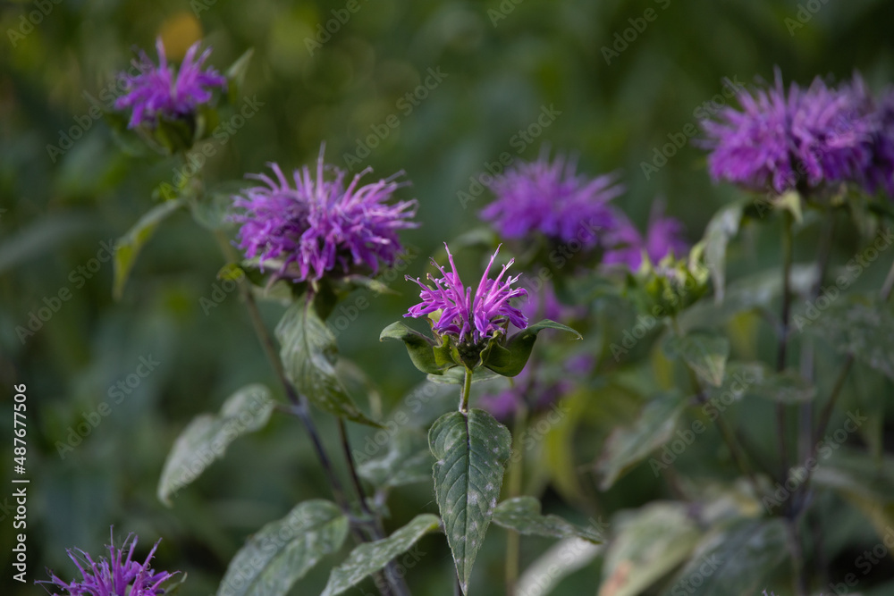 Purple Bee Balm wildflowers close-up
Purple Bee Balm wildflowers close-up