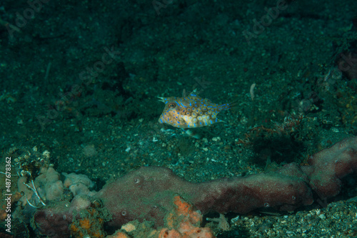 Pesce mucca spinoso, Lactoria fornasini, con sabbia vulcanica sullo sfondo photo