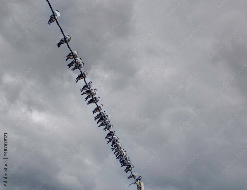 Birds on a pole line Birds on a pole line