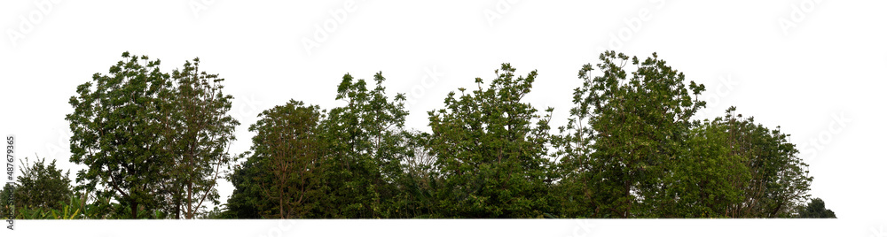 Fototapeta premium Green Trees isolated on white background.are Forest and foliage in summer for both printing and web pageswith cut path and alpha channel
