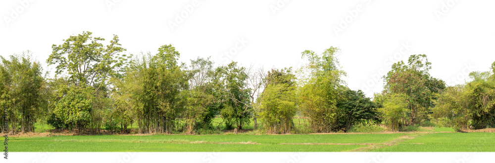 Green Trees isolated on white background.are Forest and foliage in summer for both printing and web pageswith cut path and alpha channel Green Trees isolated on white background.are Forest and foliage in summer for both printing and web pageswith cut path and alpha channel