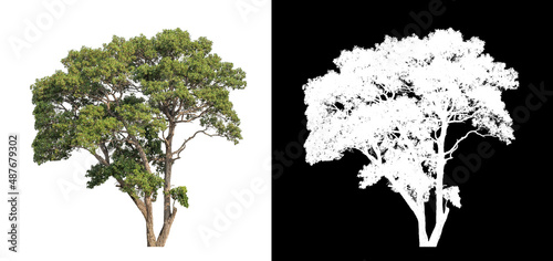 Trees on transparent picture background with clipping path  single tree with clipping path and alpha channel on black background.