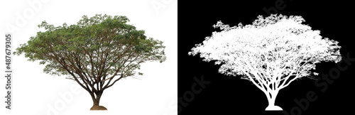 Trees on transparent picture background with clipping path, single tree with clipping path and alpha channel on black background.